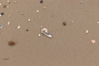 Bu resimde küçük istiridye kabuğu sahilde yatıyordu. Deniz kabuğunun mavi tonları vardır ve gerçekten kahverengi kum taneciklerine karşı göze çarpar. Küçük pürüzsüz çakıl taşları her yerde görülebilir..