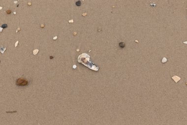 Bu resimde küçük istiridye kabuğu sahilde yatıyordu. Deniz kabuğunun mavi tonları vardır ve gerçekten kahverengi kum taneciklerine karşı göze çarpar. Küçük pürüzsüz çakıl taşları her yerde görülebilir..