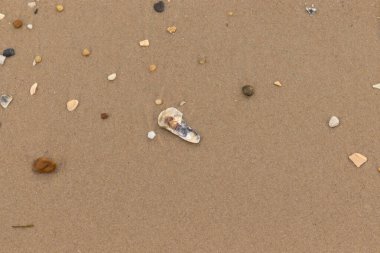 Bu resimde küçük istiridye kabuğu sahilde yatıyordu. Deniz kabuğunun mavi tonları vardır ve gerçekten kahverengi kum taneciklerine karşı göze çarpar. Küçük pürüzsüz çakıl taşları her yerde görülebilir..