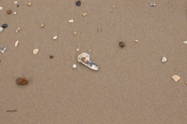 Bu resimde küçük istiridye kabuğu sahilde yatıyordu. Deniz kabuğunun mavi tonları vardır ve gerçekten kahverengi kum taneciklerine karşı göze çarpar. Küçük pürüzsüz çakıl taşları her yerde görülebilir..