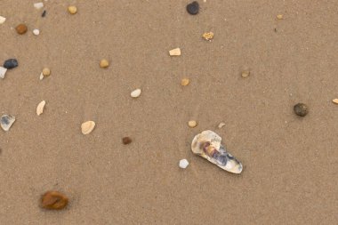 Bu resimde küçük istiridye kabuğu sahilde yatıyordu. Deniz kabuğunun mavi tonları vardır ve gerçekten kahverengi kum taneciklerine karşı göze çarpar. Küçük pürüzsüz çakıl taşları her yerde görülebilir..