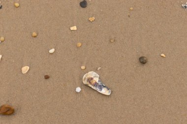 Bu resimde küçük istiridye kabuğu sahilde yatıyordu. Deniz kabuğunun mavi tonları vardır ve gerçekten kahverengi kum taneciklerine karşı göze çarpar. Küçük pürüzsüz çakıl taşları her yerde görülebilir..