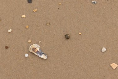 Bu resimde küçük istiridye kabuğu sahilde yatıyordu. Deniz kabuğunun mavi tonları vardır ve gerçekten kahverengi kum taneciklerine karşı göze çarpar. Küçük pürüzsüz çakıl taşları her yerde görülebilir..