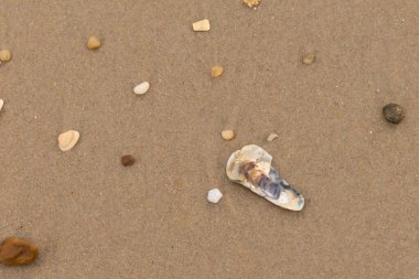 Bu resimde küçük istiridye kabuğu sahilde yatıyordu. Deniz kabuğunun mavi tonları vardır ve gerçekten kahverengi kum taneciklerine karşı göze çarpar. Küçük pürüzsüz çakıl taşları her yerde görülebilir..