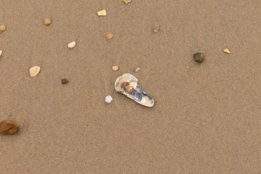 Bu resimde küçük istiridye kabuğu sahilde yatıyordu. Deniz kabuğunun mavi tonları vardır ve gerçekten kahverengi kum taneciklerine karşı göze çarpar. Küçük pürüzsüz çakıl taşları her yerde görülebilir..