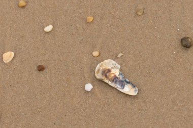 Bu resimde küçük istiridye kabuğu sahilde yatıyordu. Deniz kabuğunun mavi tonları vardır ve gerçekten kahverengi kum taneciklerine karşı göze çarpar. Küçük pürüzsüz çakıl taşları her yerde görülebilir..