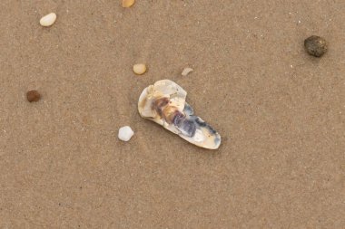Bu resimde küçük istiridye kabuğu sahilde yatıyordu. Deniz kabuğunun mavi tonları vardır ve gerçekten kahverengi kum taneciklerine karşı göze çarpar. Küçük pürüzsüz çakıl taşları her yerde görülebilir..
