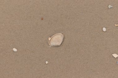 Bu küçük midye kabuğu resimde plajda duruyordu. Bronz kabuk, kumların kahverengi tanelerine karşı duruyor. Onu buraya getiren gelgitten kalan deniz enkazı var..