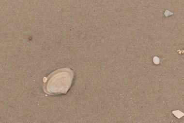 Bu küçük midye kabuğu resimde plajda duruyordu. Bronz kabuk, kumların kahverengi tanelerine karşı duruyor. Onu buraya getiren gelgitten kalan deniz enkazı var..