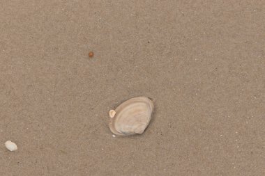 Bu küçük midye kabuğu resimde plajda duruyordu. Bronz kabuk, kumların kahverengi tanelerine karşı duruyor. Onu buraya getiren gelgitten kalan deniz enkazı var..