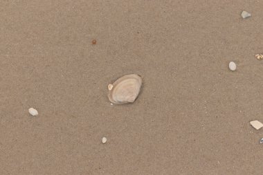 Bu küçük midye kabuğu resimde plajda duruyordu. Bronz kabuk, kumların kahverengi tanelerine karşı duruyor. Onu buraya getiren gelgitten kalan deniz enkazı var..