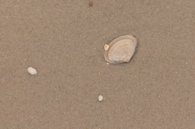 Bu küçük midye kabuğu resimde plajda duruyordu. Bronz kabuk, kumların kahverengi tanelerine karşı duruyor. Onu buraya getiren gelgitten kalan deniz enkazı var..