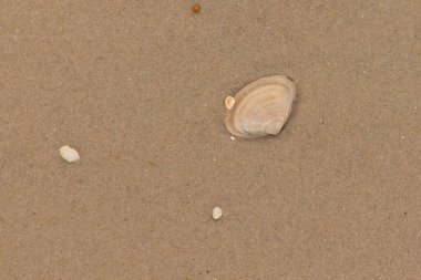 Bu küçük midye kabuğu resimde plajda duruyordu. Bronz kabuk, kumların kahverengi tanelerine karşı duruyor. Onu buraya getiren gelgitten kalan deniz enkazı var..