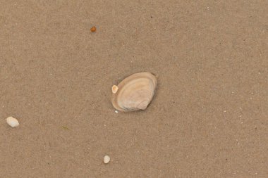 Bu küçük midye kabuğu resimde plajda duruyordu. Bronz kabuk, kumların kahverengi tanelerine karşı duruyor. Onu buraya getiren gelgitten kalan deniz enkazı var..