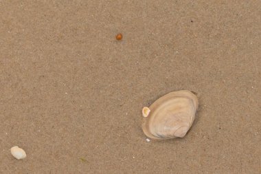 Bu küçük midye kabuğu resimde plajda duruyordu. Bronz kabuk, kumların kahverengi tanelerine karşı duruyor. Onu buraya getiren gelgitten kalan deniz enkazı var..