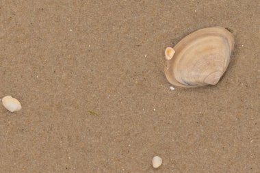 Bu, kumdaki sevimli küçük bir yengecin resmi. Bacaklarındaki beyaz şeritler gerçekten göze çarpıyor. Küçük çimdikleri tehlikeye bakıyor. Bu bir Japon kıyı yengeci ve sahile çıktı..