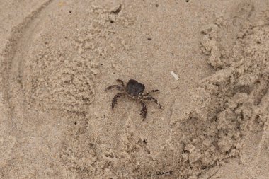 Bu, kumdaki sevimli küçük bir yengecin resmi. Bacaklarındaki beyaz şeritler gerçekten göze çarpıyor. Küçük çimdikleri tehlikeye bakıyor. Bu bir Japon kıyı yengeci ve sahile çıktı..