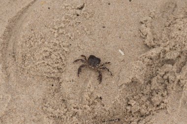 Bu, kumdaki sevimli küçük bir yengecin resmi. Bacaklarındaki beyaz şeritler gerçekten göze çarpıyor. Küçük çimdikleri tehlikeye bakıyor. Bu bir Japon kıyı yengeci ve sahile çıktı..