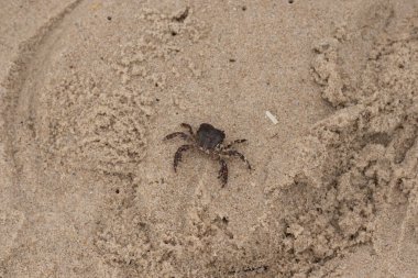 Bu, kumdaki sevimli küçük bir yengecin resmi. Bacaklarındaki beyaz şeritler gerçekten göze çarpıyor. Küçük çimdikleri tehlikeye bakıyor. Bu bir Japon kıyı yengeci ve sahile çıktı..