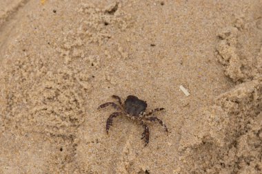 Bu, kumdaki sevimli küçük bir yengecin resmi. Bacaklarındaki beyaz şeritler gerçekten göze çarpıyor. Küçük çimdikleri tehlikeye bakıyor. Bu bir Japon kıyı yengeci ve sahile çıktı..