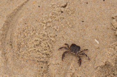 Bu, kumdaki sevimli küçük bir yengecin resmi. Bacaklarındaki beyaz şeritler gerçekten göze çarpıyor. Küçük çimdikleri tehlikeye bakıyor. Bu bir Japon kıyı yengeci ve sahile çıktı..