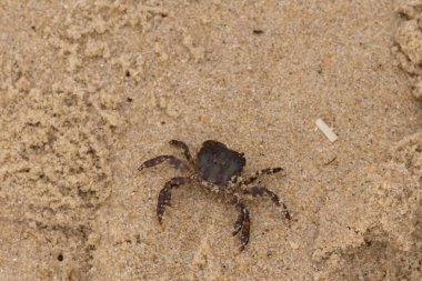 Bu, kumdaki sevimli küçük bir yengecin resmi. Bacaklarındaki beyaz şeritler gerçekten göze çarpıyor. Küçük çimdikleri tehlikeye bakıyor. Bu bir Japon kıyı yengeci ve sahile çıktı..