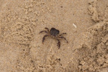 Bu, kumdaki sevimli küçük bir yengecin resmi. Bacaklarındaki beyaz şeritler gerçekten göze çarpıyor. Küçük çimdikleri tehlikeye bakıyor. Bu bir Japon kıyı yengeci ve sahile çıktı..