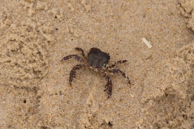 Bu, kumdaki sevimli küçük bir yengecin resmi. Bacaklarındaki beyaz şeritler gerçekten göze çarpıyor. Küçük çimdikleri tehlikeye bakıyor. Bu bir Japon kıyı yengeci ve sahile çıktı..