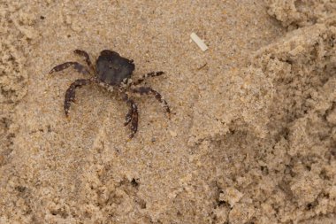 Bu, kumdaki sevimli küçük bir yengecin resmi. Bacaklarındaki beyaz şeritler gerçekten göze çarpıyor. Küçük çimdikleri tehlikeye bakıyor. Bu bir Japon kıyı yengeci ve sahile çıktı..