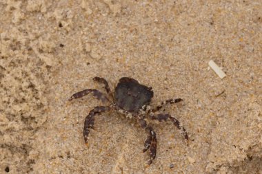 Bu, kumdaki sevimli küçük bir yengecin resmi. Bacaklarındaki beyaz şeritler gerçekten göze çarpıyor. Küçük çimdikleri tehlikeye bakıyor. Bu bir Japon kıyı yengeci ve sahile çıktı..