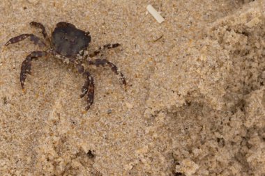 Bu, kumdaki sevimli küçük bir yengecin resmi. Bacaklarındaki beyaz şeritler gerçekten göze çarpıyor. Küçük çimdikleri tehlikeye bakıyor. Bu bir Japon kıyı yengeci ve sahile çıktı..