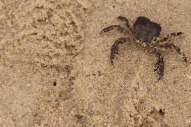 Bu, kumdaki sevimli küçük bir yengecin resmi. Bacaklarındaki beyaz şeritler gerçekten göze çarpıyor. Küçük çimdikleri tehlikeye bakıyor. Bu bir Japon kıyı yengeci ve sahile çıktı..