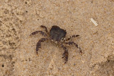 Bu, kumdaki sevimli küçük bir yengecin resmi. Bacaklarındaki beyaz şeritler gerçekten göze çarpıyor. Küçük çimdikleri tehlikeye bakıyor. Bu bir Japon kıyı yengeci ve sahile çıktı..