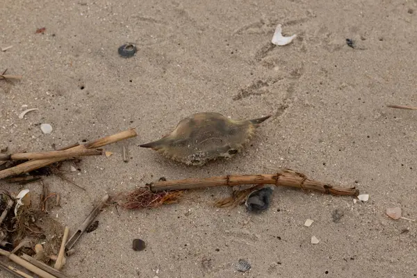 Bu mavi yengeç parçası sahilde yatıyordu. Kahverengi kum taneleri okyanus enkazı ile her yerde yatıyordu. Kabuğun sivri sivri sivri uçlu çivileri.