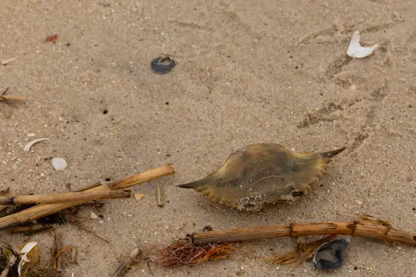 Bu mavi yengeç parçası sahilde yatıyordu. Kahverengi kum taneleri okyanus enkazı ile her yerde yatıyordu. Kabuğun sivri sivri sivri uçlu çivileri.