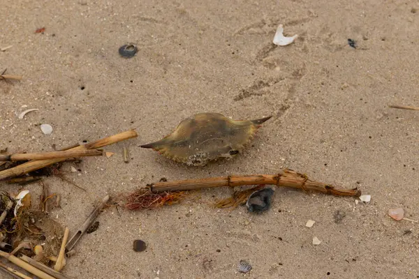 Bu mavi yengeç parçası sahilde yatıyordu. Kahverengi kum taneleri okyanus enkazı ile her yerde yatıyordu. Kabuğun sivri sivri sivri uçlu çivileri.