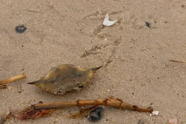 Bu mavi yengeç parçası sahilde yatıyordu. Kahverengi kum taneleri okyanus enkazı ile her yerde yatıyordu. Kabuğun sivri sivri sivri uçlu çivileri.