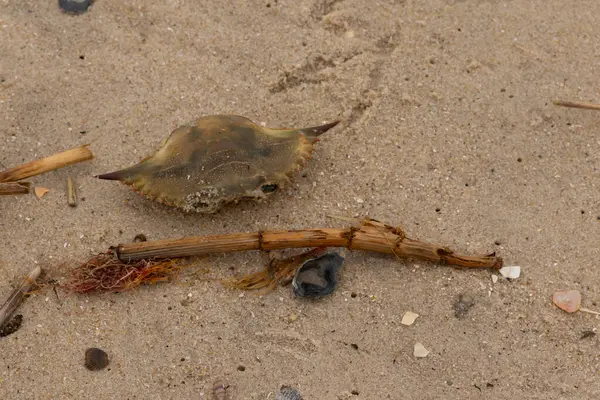 Bu mavi yengeç parçası sahilde yatıyordu. Kahverengi kum taneleri okyanus enkazı ile her yerde yatıyordu. Kabuğun sivri sivri sivri uçlu çivileri.