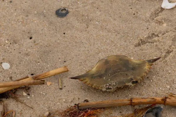 Bu mavi yengeç parçası sahilde yatıyordu. Kahverengi kum taneleri okyanus enkazı ile her yerde yatıyordu. Kabuğun sivri sivri sivri uçlu çivileri.
