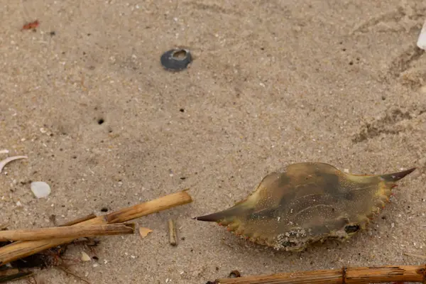 Bu mavi yengeç parçası sahilde yatıyordu. Kahverengi kum taneleri okyanus enkazı ile her yerde yatıyordu. Kabuğun sivri sivri sivri uçlu çivileri.