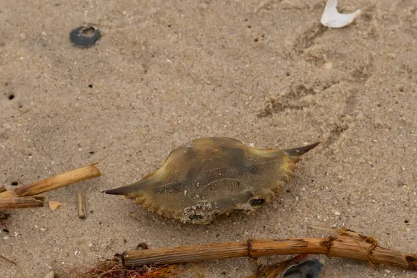 Bu mavi yengeç parçası sahilde yatıyordu. Kahverengi kum taneleri okyanus enkazı ile her yerde yatıyordu. Kabuğun sivri sivri sivri uçlu çivileri.