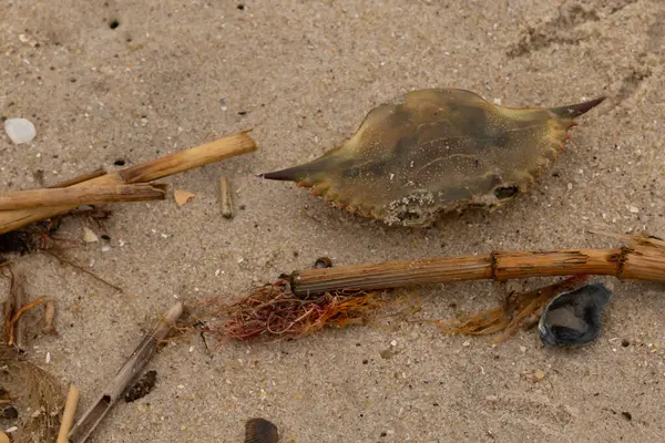 Bu mavi yengeç parçası sahilde yatıyordu. Kahverengi kum taneleri okyanus enkazı ile her yerde yatıyordu. Kabuğun sivri sivri sivri uçlu çivileri.