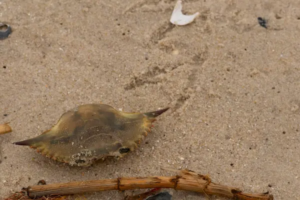 Bu mavi yengeç parçası sahilde yatıyordu. Kahverengi kum taneleri okyanus enkazı ile her yerde yatıyordu. Kabuğun sivri sivri sivri uçlu çivileri.
