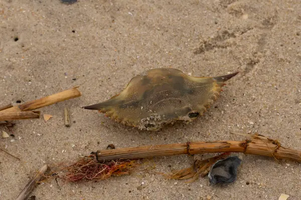 Bu mavi yengeç parçası sahilde yatıyordu. Kahverengi kum taneleri okyanus enkazı ile her yerde yatıyordu. Kabuğun sivri sivri sivri uçlu çivileri.