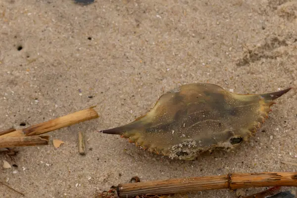 Bu mavi yengeç parçası sahilde yatıyordu. Kahverengi kum taneleri okyanus enkazı ile her yerde yatıyordu. Kabuğun sivri sivri sivri uçlu çivileri.