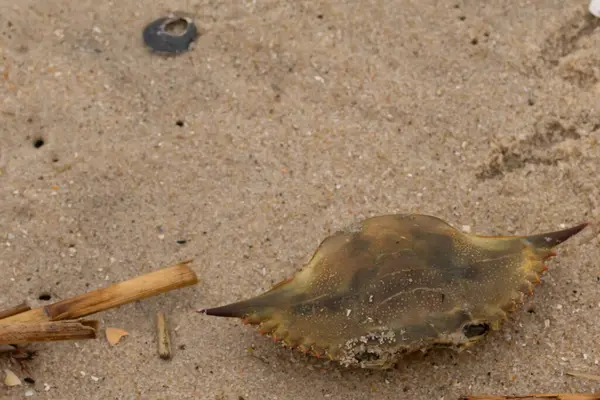 Bu mavi yengeç parçası sahilde yatıyordu. Kahverengi kum taneleri okyanus enkazı ile her yerde yatıyordu. Kabuğun sivri sivri sivri uçlu çivileri.