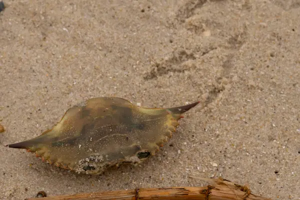 Bu mavi yengeç parçası sahilde yatıyordu. Kahverengi kum taneleri okyanus enkazı ile her yerde yatıyordu. Kabuğun sivri sivri sivri uçlu çivileri.
