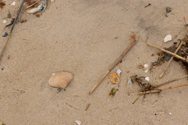 Bu küçük midye kabuğu resimde plajda duruyordu. Bronz kabuk, kumların kahverengi tanelerine karşı duruyor. Onu buraya getiren gelgitten kalan deniz enkazı var..