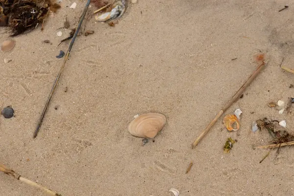 Bu küçük midye kabuğu resimde plajda duruyordu. Bronz kabuk, kumların kahverengi tanelerine karşı duruyor. Onu buraya getiren gelgitten kalan deniz enkazı var..