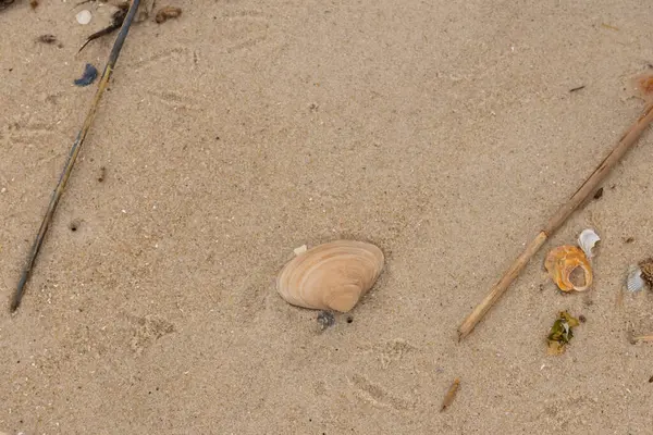 Bu küçük midye kabuğu resimde plajda duruyordu. Bronz kabuk, kumların kahverengi tanelerine karşı duruyor. Onu buraya getiren gelgitten kalan deniz enkazı var..